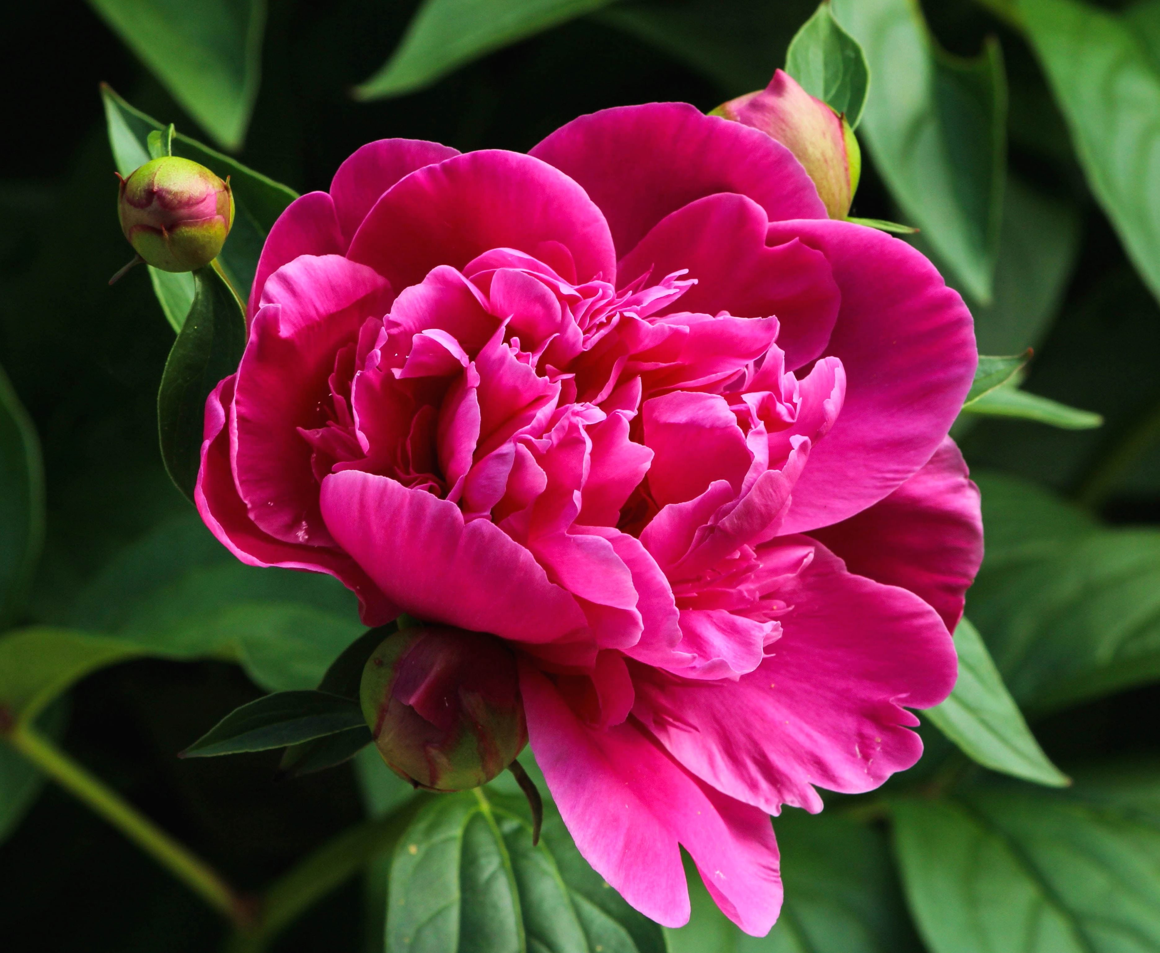 peonia fucsia